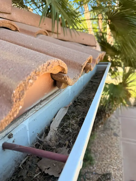 Gutter filled with leaves and debris under palm fronds